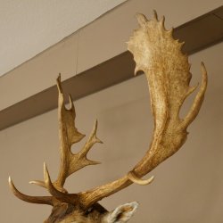 Gamo (Dama dama) Cabeza Hombros Altura 114 cm Ciervo Trofeo principal #37