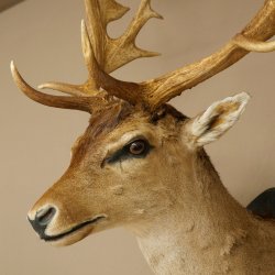 Gamo (Dama dama) Cabeza Hombros Altura 114 cm Ciervo Trofeo principal #37