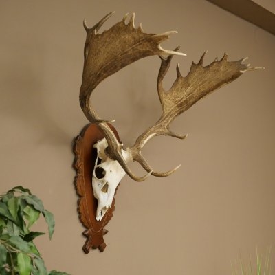 Cuernos de gamo Altura 81 cm Gamo Cuernos de ciervo Escudo tallado 72.540