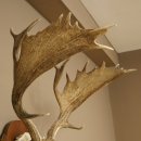 Cuernos de gamo Altura 81 cm Gamo Cuernos de ciervo Escudo tallado 72.540