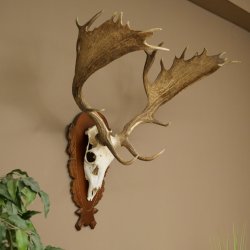 Cuernos de gamo Altura 81 cm Gamo Cuernos de ciervo Escudo tallado 72.540