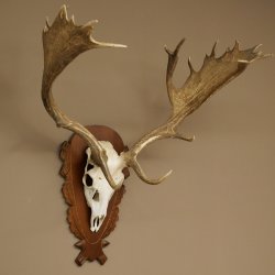 Cuernos de gamo Altura 81 cm Gamo Cuernos de ciervo Escudo tallado 72.540