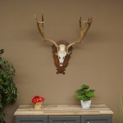 Cuernos de gamo Altura 81 cm Gamo Cuernos de ciervo Escudo tallado 72.540