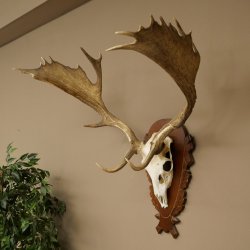 Cuernos de gamo Altura 81 cm Gamo Cuernos de ciervo Escudo tallado 72.540