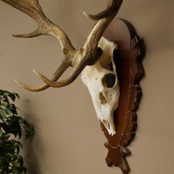 Cuernos de gamo Altura 81 cm Gamo Cuernos de ciervo Escudo tallado 72.540