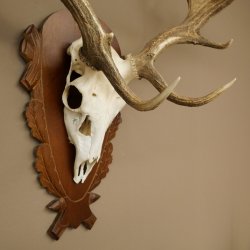 Cuernos de gamo Altura 81 cm Gamo Cuernos de ciervo Escudo tallado 72.540