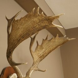 Cuernos de gamo Altura 81 cm Gamo Cuernos de ciervo Escudo tallado 72.540