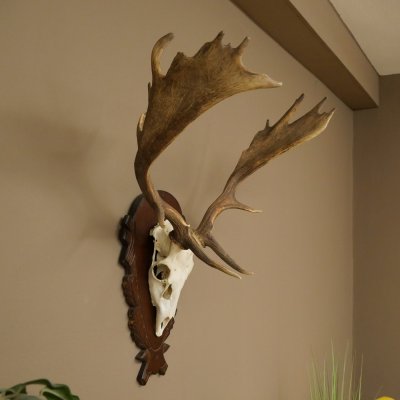 Damhirsch Geweih Höhe 78 cm Dam Hirsch Hirschgeweih geschnitztem Schild 72.541