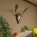 Damhirsch Geweih Höhe 78 cm Dam Hirsch Hirschgeweih geschnitztem Schild 72.541