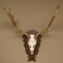Damhirsch Geweih Höhe 78 cm Dam Hirsch Hirschgeweih geschnitztem Schild 72.541