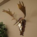 Damhirsch Geweih Höhe 78 cm Dam Hirsch Hirschgeweih geschnitztem Schild 72.541