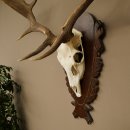 Damhirsch Geweih Höhe 78 cm Dam Hirsch Hirschgeweih geschnitztem Schild 72.541