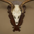 Damhirsch Geweih Höhe 78 cm Dam Hirsch Hirschgeweih geschnitztem Schild 72.541