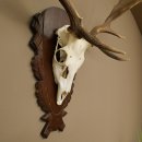 Damhirsch Geweih Höhe 78 cm Dam Hirsch Hirschgeweih geschnitztem Schild 72.541