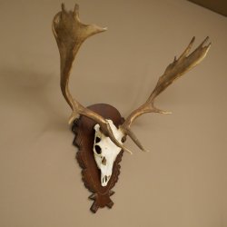 Damhirsch Geweih Höhe 78 cm Dam Hirsch Hirschgeweih geschnitztem Schild 72.541