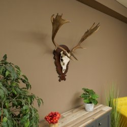 Damhirsch Geweih Höhe 78 cm Dam Hirsch Hirschgeweih geschnitztem Schild 72.541