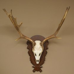 Damhirsch Geweih Höhe 78 cm Dam Hirsch Hirschgeweih geschnitztem Schild 72.541