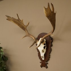 Damhirsch Geweih Höhe 78 cm Dam Hirsch Hirschgeweih geschnitztem Schild 72.541