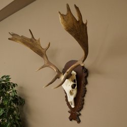 Damhirsch Geweih Höhe 78 cm Dam Hirsch Hirschgeweih geschnitztem Schild 72.541