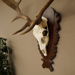 Damhirsch Geweih Höhe 78 cm Dam Hirsch Hirschgeweih geschnitztem Schild 72.541
