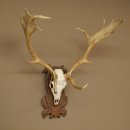 Damhirsch Geweih Höhe 83 cm Dam Hirsch Hirschgeweih geschnitztem Schild 72.542