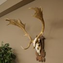 Damhirsch Geweih Höhe 83 cm Dam Hirsch Hirschgeweih geschnitztem Schild 72.542