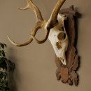 Damhirsch Geweih Höhe 83 cm Dam Hirsch Hirschgeweih geschnitztem Schild 72.542