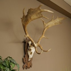 Damhirsch Geweih Höhe 83 cm Dam Hirsch Hirschgeweih geschnitztem Schild 72.542