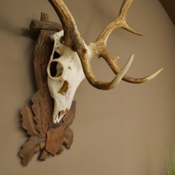 Damhirsch Geweih Höhe 83 cm Dam Hirsch Hirschgeweih geschnitztem Schild 72.542