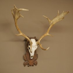 Damhirsch Geweih Höhe 83 cm Dam Hirsch Hirschgeweih geschnitztem Schild 72.542