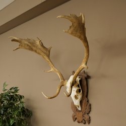 Damhirsch Geweih Höhe 83 cm Dam Hirsch Hirschgeweih geschnitztem Schild 72.542