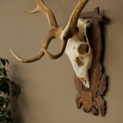Damhirsch Geweih Höhe 83 cm Dam Hirsch Hirschgeweih geschnitztem Schild 72.542