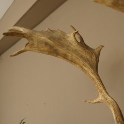 Damhirsch Geweih Höhe 83 cm Dam Hirsch Hirschgeweih geschnitztem Schild 72.542