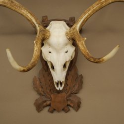 Damhirsch Geweih Höhe 83 cm Dam Hirsch Hirschgeweih geschnitztem Schild 72.542