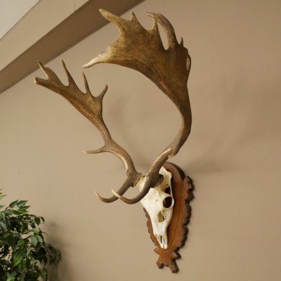 Damhirsch Geweih Höhe 78 cm Dam Hirsch Hirschgeweih geschnitztem Schild 72.544