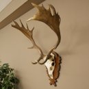 Damhirsch Geweih Höhe 78 cm Dam Hirsch Hirschgeweih geschnitztem Schild 72.544