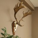 Damhirsch Geweih Höhe 78 cm Dam Hirsch Hirschgeweih geschnitztem Schild 72.544