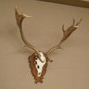 Damhirsch Geweih Höhe 78 cm Dam Hirsch Hirschgeweih geschnitztem Schild 72.544