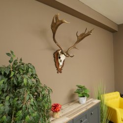 Damhirsch Geweih Höhe 78 cm Dam Hirsch Hirschgeweih geschnitztem Schild 72.544