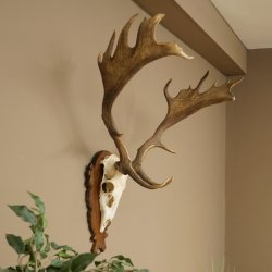 Damhirsch Geweih Höhe 78 cm Dam Hirsch Hirschgeweih geschnitztem Schild 72.544