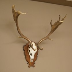 Damhirsch Geweih Höhe 78 cm Dam Hirsch Hirschgeweih geschnitztem Schild 72.544