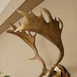 Damhirsch Geweih Höhe 78 cm Dam Hirsch Hirschgeweih geschnitztem Schild 72.544