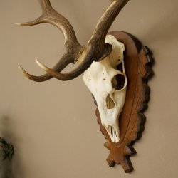 Damhirsch Geweih Höhe 78 cm Dam Hirsch Hirschgeweih geschnitztem Schild 72.544
