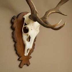 Damhirsch Geweih Höhe 78 cm Dam Hirsch Hirschgeweih geschnitztem Schild 72.544