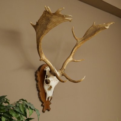 Damhirsch Geweih Höhe 76 cm Dam Hirsch Hirschgeweih geschnitztem Schild 72.545