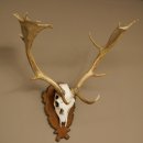 Damhirsch Geweih Höhe 76 cm Dam Hirsch Hirschgeweih geschnitztem Schild 72.545