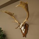 Damhirsch Geweih Höhe 76 cm Dam Hirsch Hirschgeweih geschnitztem Schild 72.545