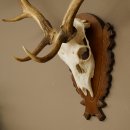 Damhirsch Geweih Höhe 76 cm Dam Hirsch Hirschgeweih geschnitztem Schild 72.545