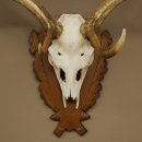 Damhirsch Geweih Höhe 76 cm Dam Hirsch Hirschgeweih geschnitztem Schild 72.545