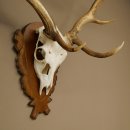 Damhirsch Geweih Höhe 76 cm Dam Hirsch Hirschgeweih geschnitztem Schild 72.545